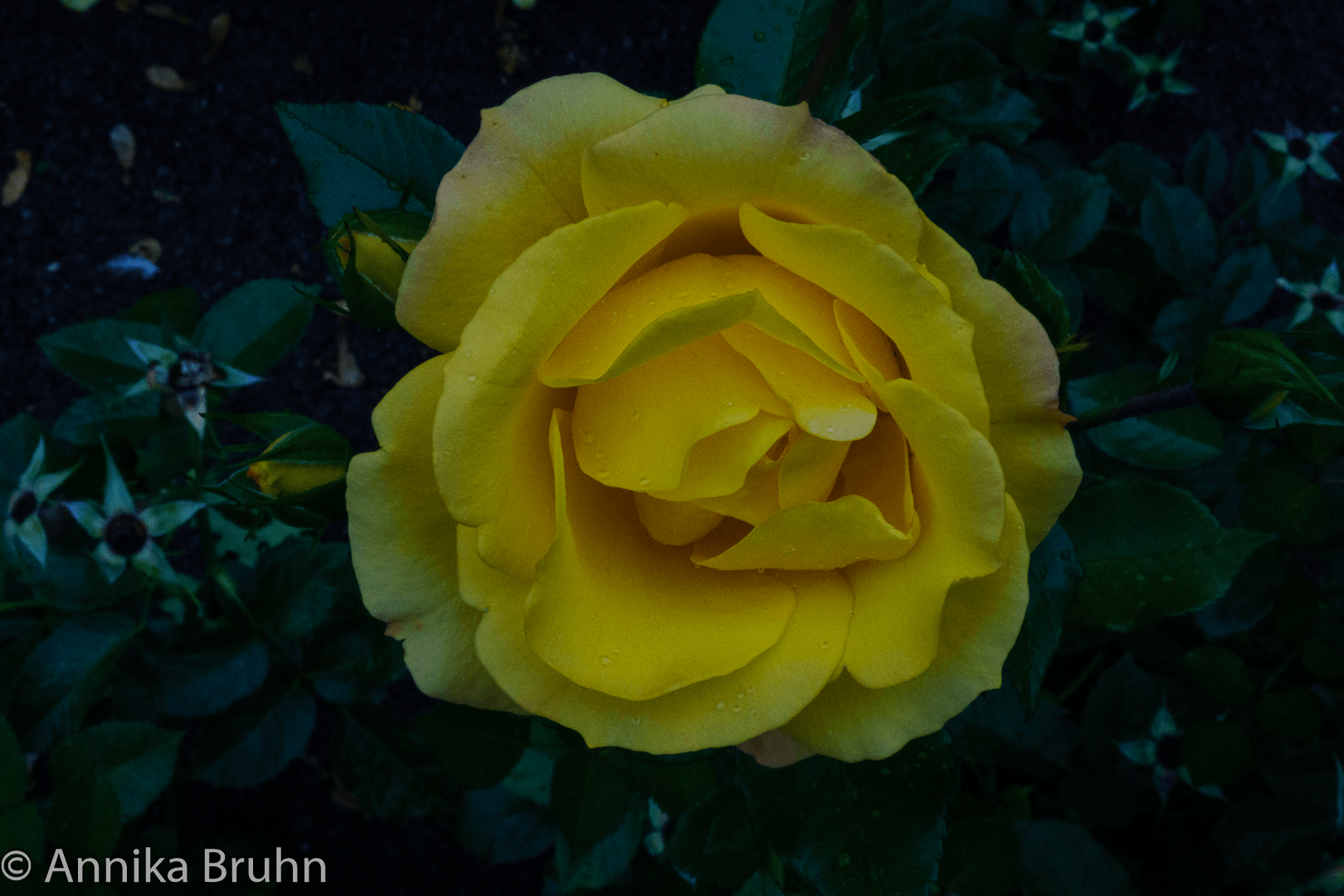 Gelbe Rose